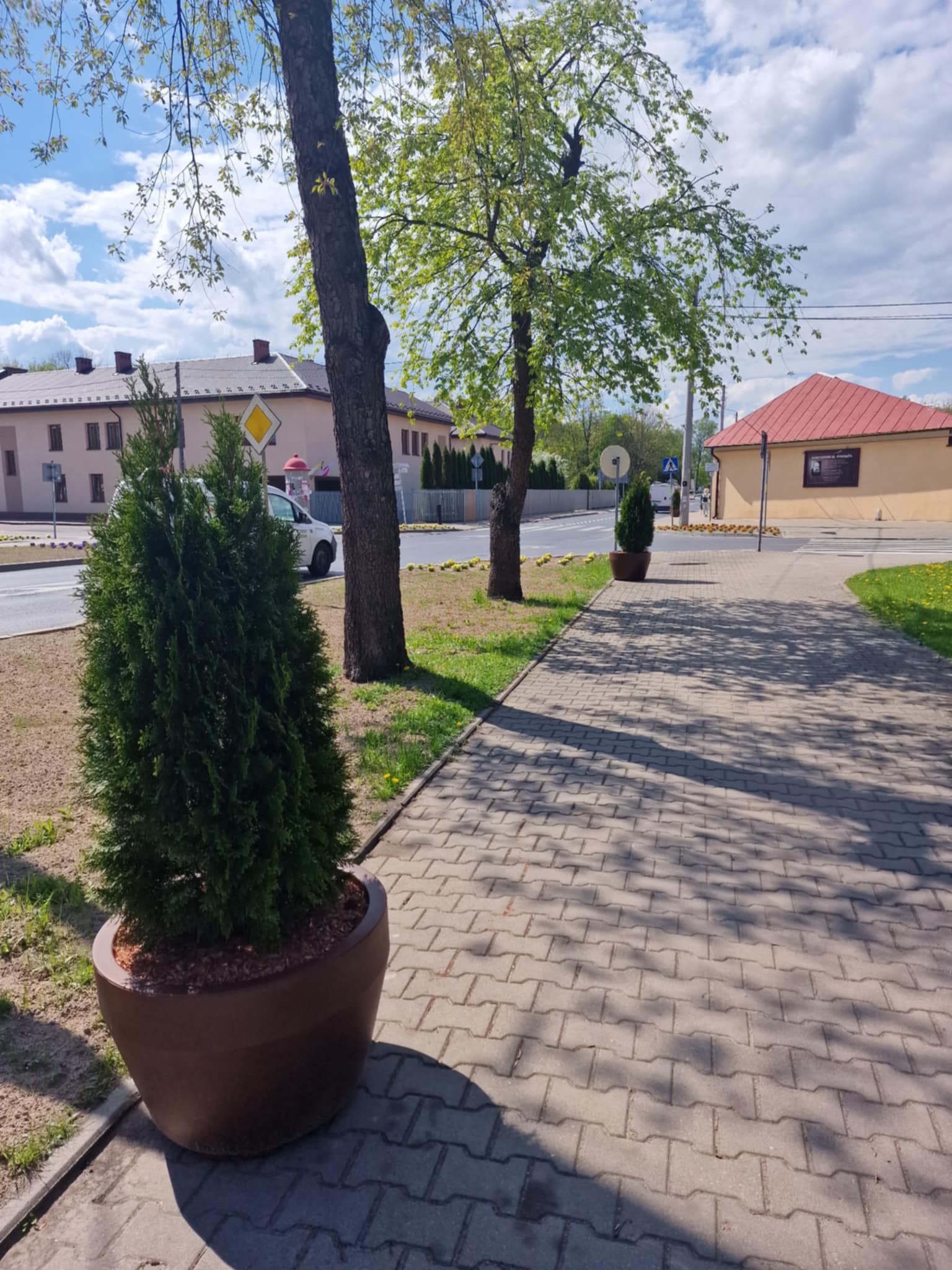tuje